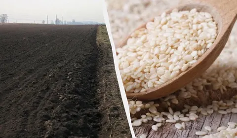 ШІ погубив урожай кунжуту: як не повторити помилку фермера