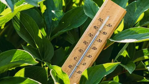 Як врятувати город у спеку: 6 простих порад