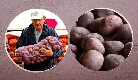 Коли купувати картоплю на зиму та які сорти долежать до весни
