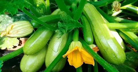 Що приготувати з кабачків за 15 хвилин: 3 прості ідеї